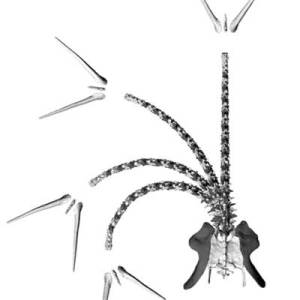 Computer model for the swing of a Stegosaurus tail-spike assembly, also known as a thagomizer from a classic Gary Larson cartoon. (Alas, we didn't get permission to reprint this cartoon.)